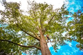 How Our Tree Care Process Works  in  North Bend, OR